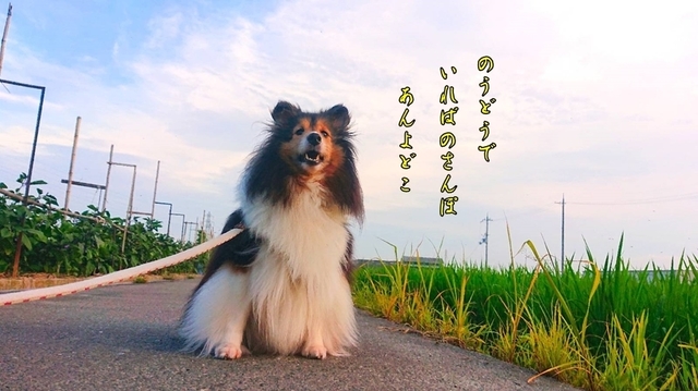 1595065213061a.jpg