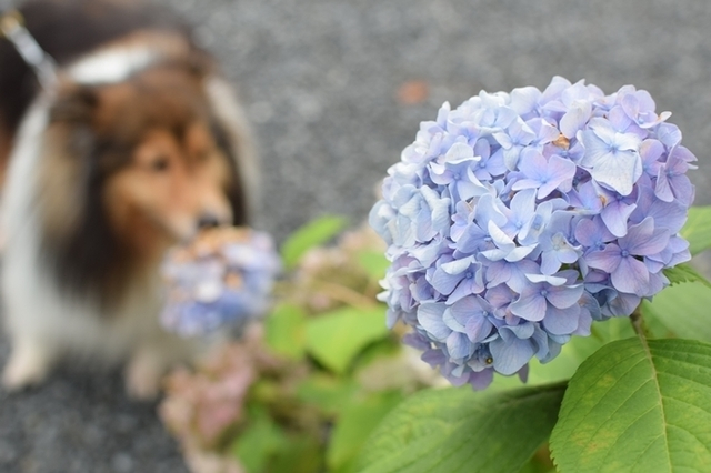 DSC_0006.JPG